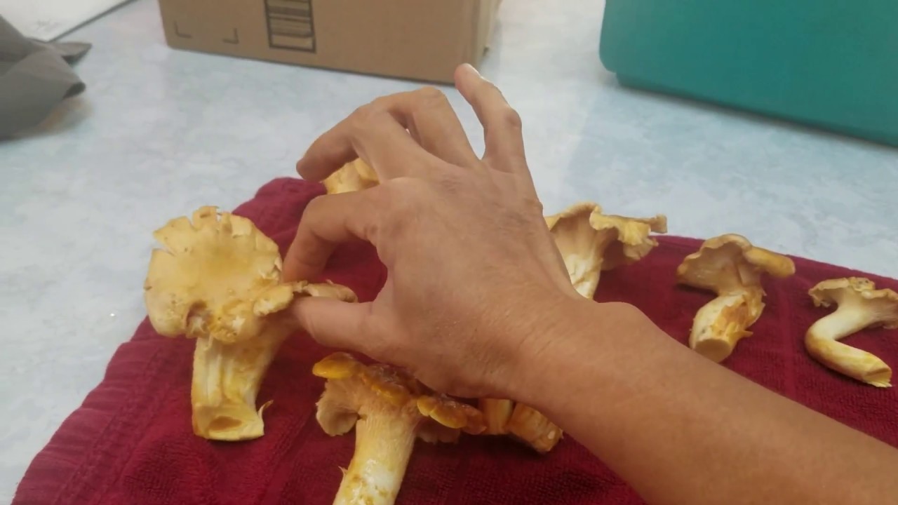 Hai vợ chồng vào rừng tìm nấm, bang washington