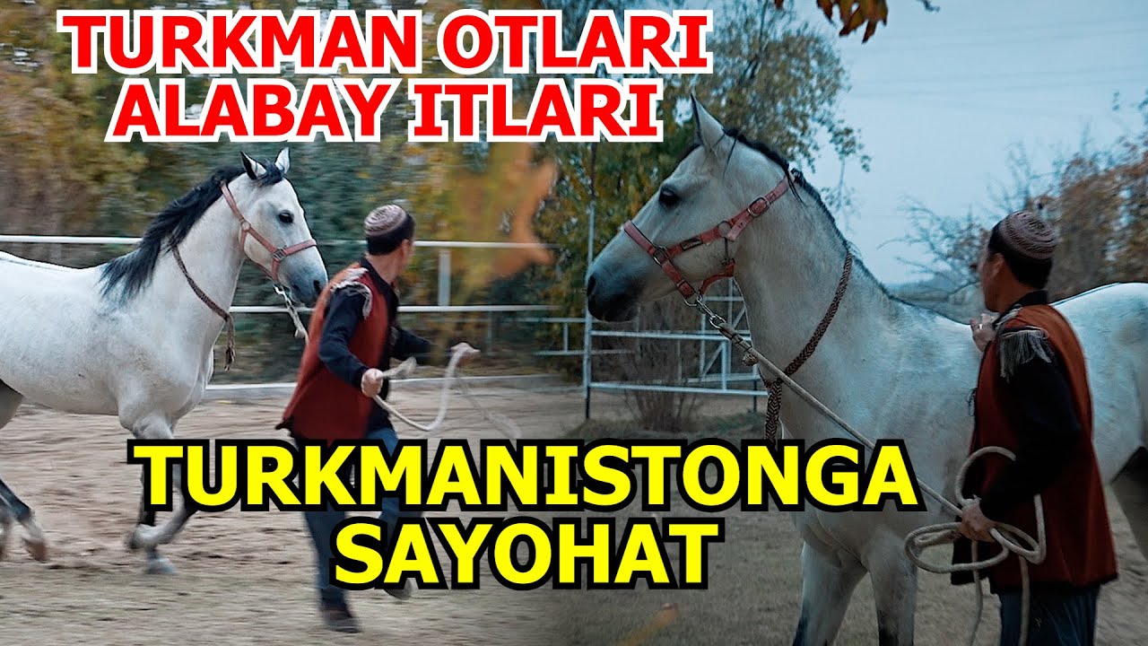 ПУТЕШЕСТВИЕ В ТУРКМЕНИСТАН. Часть 6. ТУРКМЕНСКИЕ ЛОШАДИ. АЛАБАЙИ