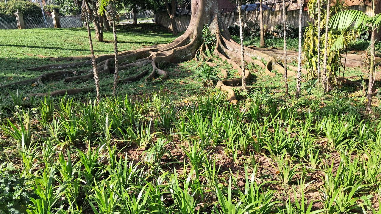 One of the beautiful parks with a Zoo in Durban South Africa 