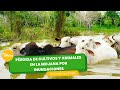 Pérdida de cultivos y animales en la mojana por inundaciones- TvAgro por Juan Gonzalo Angel Restrepo