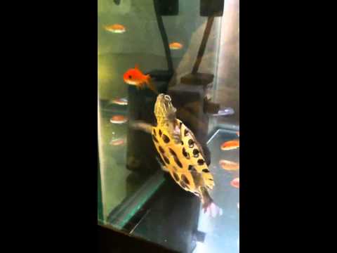 Image result for turtle eating goldfish photos