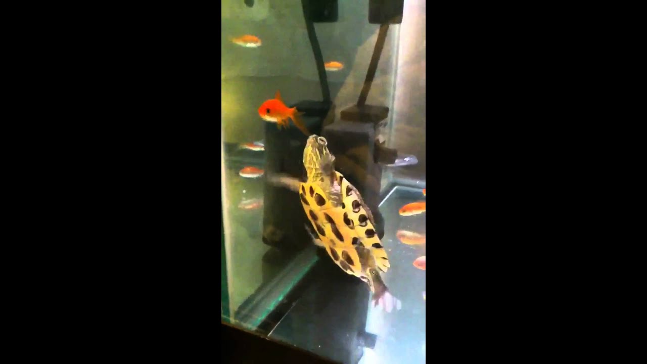 Painted turtle eats a goldfish YouTube