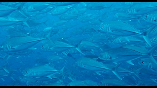Sharks, Dolphins, Turtles, & Coral Reefs: Best of the  Philippines 2016: Part 1