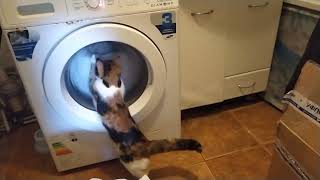 Самые смешные животные/Причина завести кота/Кошка помогает стирать/Забавная кошка/Funny Videos
