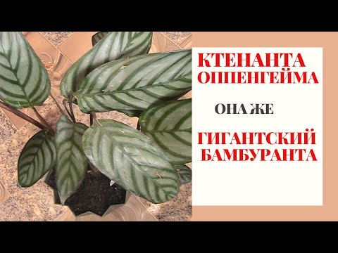 Ктенанта Оппенгейма.!Как ухаживать,как цветет/Какой нужен горшок и   полив.Не будет сушить листья!!