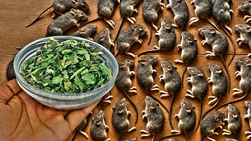 Just 1 drop drove away all mice and rats forever! 🔥 Do This Hack NOW