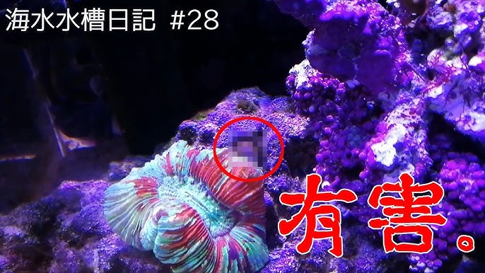 ライブロックに付いてきた謎の海洋生物 Youtube