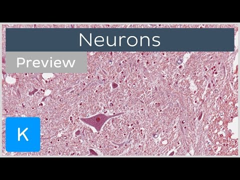 Video: Vad betyder neurohistologi?