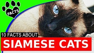 Siamese Cats 101 Siamese Cats 101