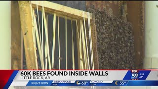 Information 60K bees found inside walls News