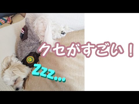いろいろとクセがスゴイ子犬【マルチーズ】
