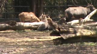 Nilgai - Antilope Nilgai - Antilope