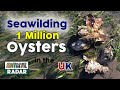 Rewilding Britain - Seawilding 1 Million Oysters in the UK
