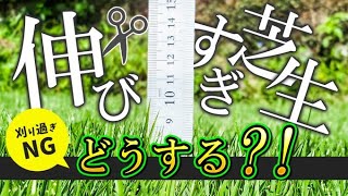 月伸びすぎ注意緑をキープする方法とは刈り高の適正値とは