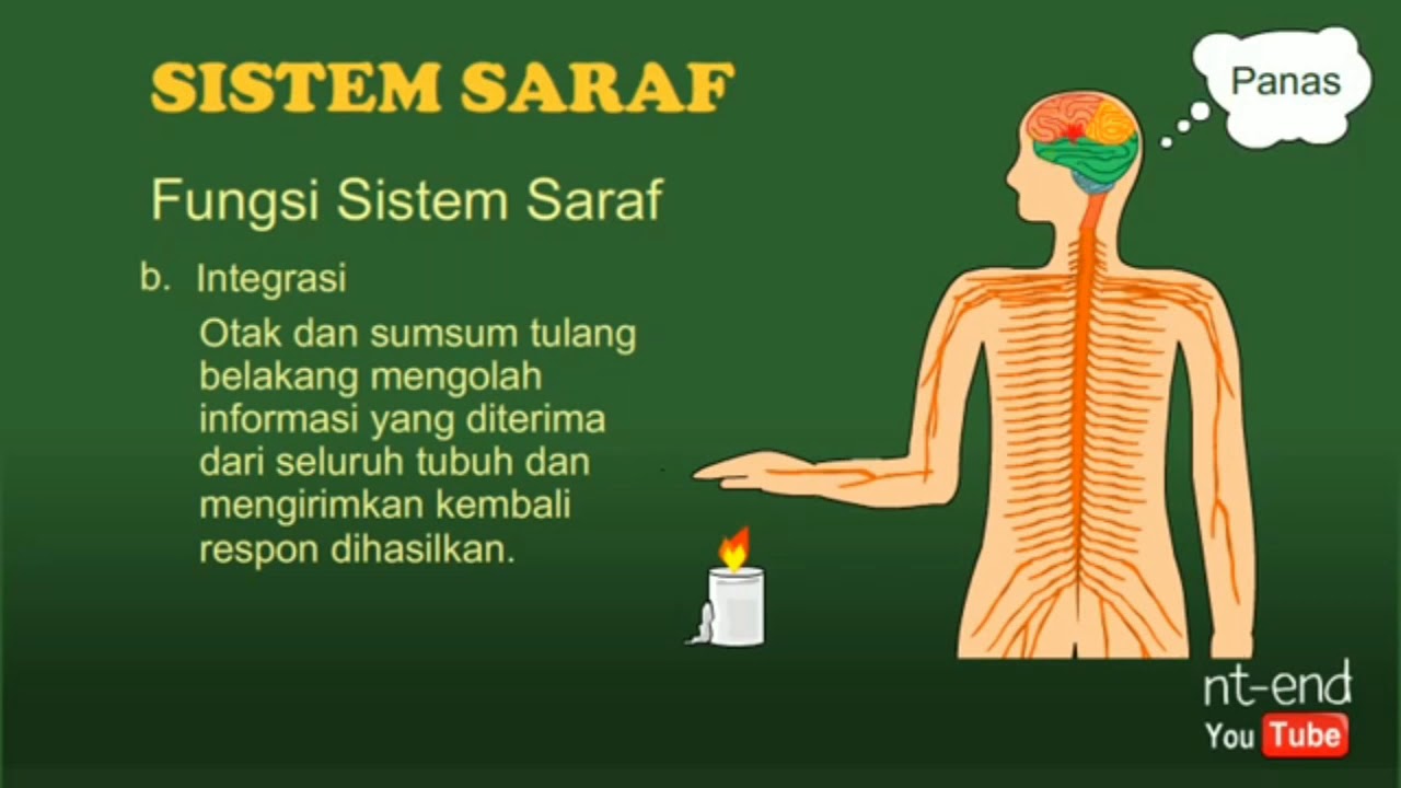 Sistem saraf pusat - YouTube