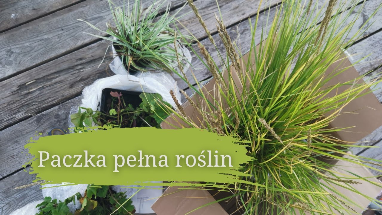 Paczka pełna roślin