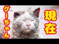 LIVE配信、ぐーちゃん、生きてます、頑張ってます