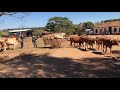 Pouso dos carreiros de nossa cidade de Itauçu para o encontro dos carreiros da cidade de Araçu