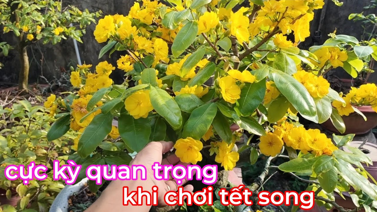 Mai sau khi cắt đôn tưới dưỡng rễ liền hay là tưới nước ước đẫm trước xem cách làm sẽ rõ 