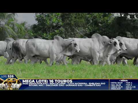 LOTE 526   MEGA LOTE