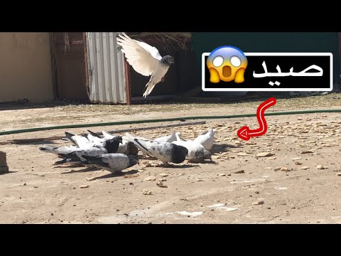 فيديو: كيفية إعداد حوض أسماك قنديل البحر (بالصور)