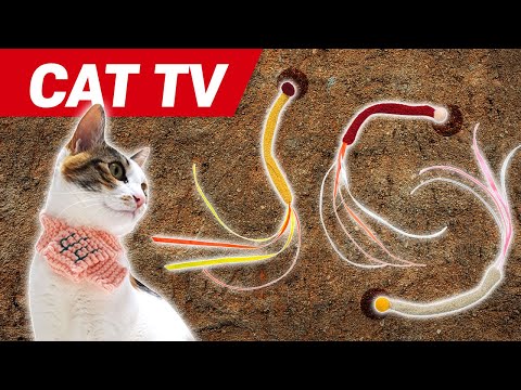 CAT Gmaesㅣvideos for cats to watch😺4Hours❤cat toy
