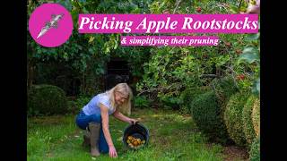 Picking Apple Rootstocks
& simplifying their pruning
In this video Bunny talks you through the various apple root stocks that she has in her own garden, and which she uses the most.
She shows you how she manages hers with minimal input, but still manages to get decent crops.
She also navigates you through the different outcomes of summer and winter pruning.
#apple #winter Picking Apple Rootstocks