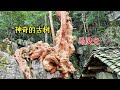 贵州深山一棵千年古树，奇形怪状盘踞在一大石头上，太不可思议了