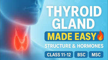 Thyroid Gland | Structure, Functions & Hormone | Class 11, 12, BSc & MSc Zoology #educatorbug #notes