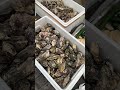 BBQ Fresh seafood