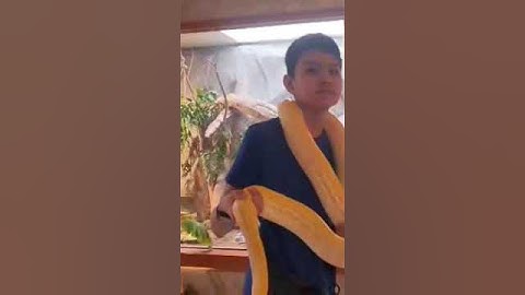 Albino Burmese Python handled in Manila Zoo #snake #manilazoo #wildlife