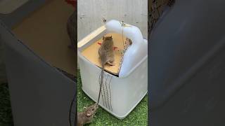 Best Mouse Trap Idea From Cans/Mouse Trap Tips #Mousetrap #Rattrap #Mousetrap2022 #Cute