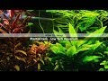 How to make Planted tank - Low Tech Aquarium | Basic Information