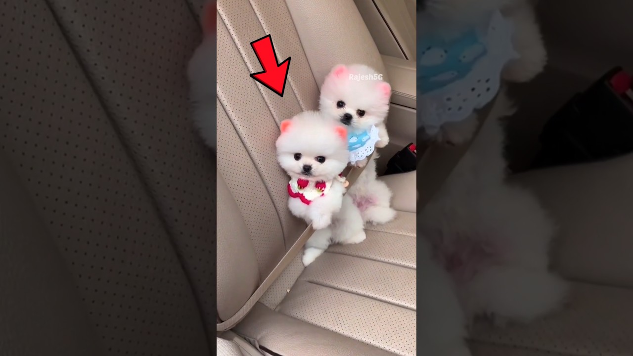 Cute puppy | Pomeranian Dog | teacup dog 