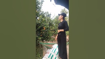 Quất Cảnh Tết 2022 Call 0983.612.555