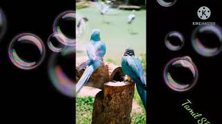 Download Lagu Airtel // Bird's Ringtone  // Mobile tones MP3