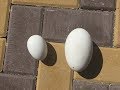 Сбор гусиного яйца