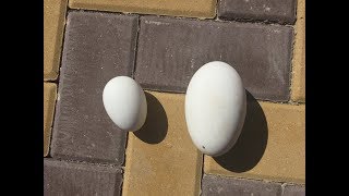 Сбор гусиного яйца