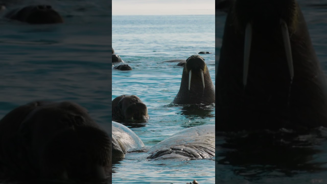 Vast walrus colony filmed in the Arctic Circle