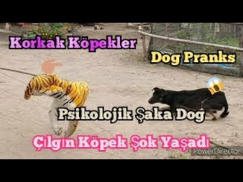Köpeklere İlginç ve Sıradışı Şakalar Köpek Şoku +Dog Prank Korkak Dean Denz
