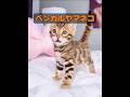 ヒョウネコって、凶暴な獣じゃないの？ #動物 #動物プロダクション #animals #自然 #癒し