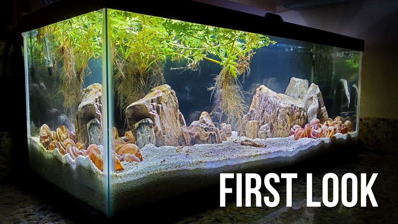 I Tried To Make An EASY Aquascape For Shell Dwellers ft TazawaTanks i-tried-to-make-an-easy-aquascape-for-shell-dwellers-ft-tazawatanks