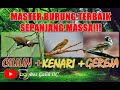 MASTER BURUNG TERBAIK SEPANJANG MASA!!! || CILILIN KENARI GEREJA TARUNG