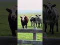 Making a bull angry watch first and last few minutes