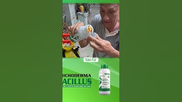 Vàng lá, thối rễ không còn là nỗi lo vì đã có Trichoderma Bacillus của nhà BIOFA #biofa #biofavn
