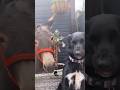Dog Vs Donkey  Friendship #shorts #funny #viral #ytshorts