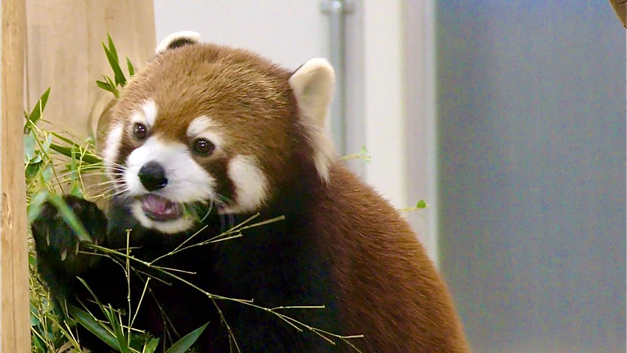 レッサーパンダ リーファちゃん 元気に笹の葉を食べています【のんほい