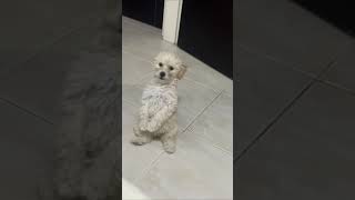 Dog Sitting and Standing  on Hind Legs Causing Owner to Laugh