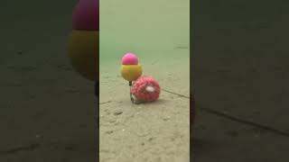 Unbelievable Carp Bait Action Euro Style