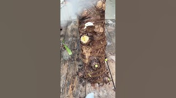 St 46071 mini rotary tillage and ridging all-in one tree 🌲 short view#subscribe